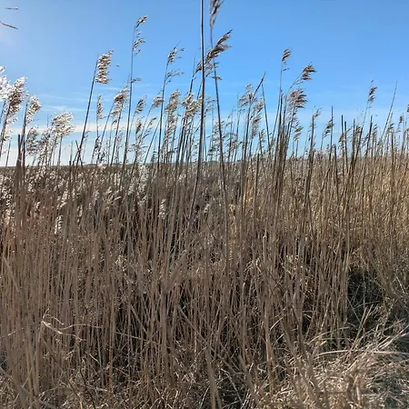 6 Person In Blavand-by Traum * Blåvand